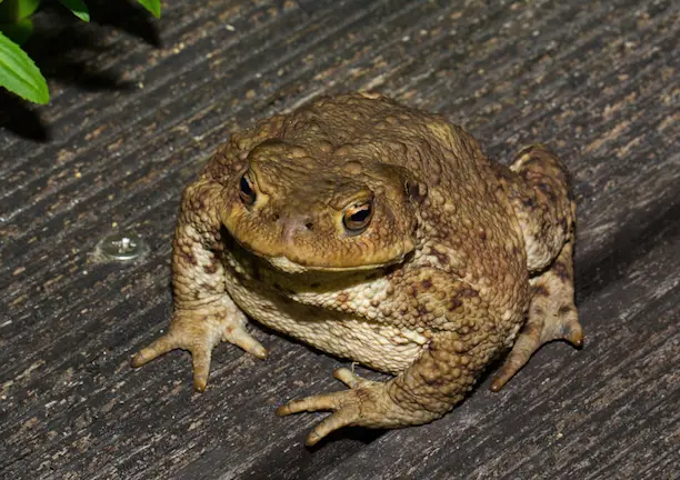 Comment le crapaud est il perçu dans les différentes traditions et croyances