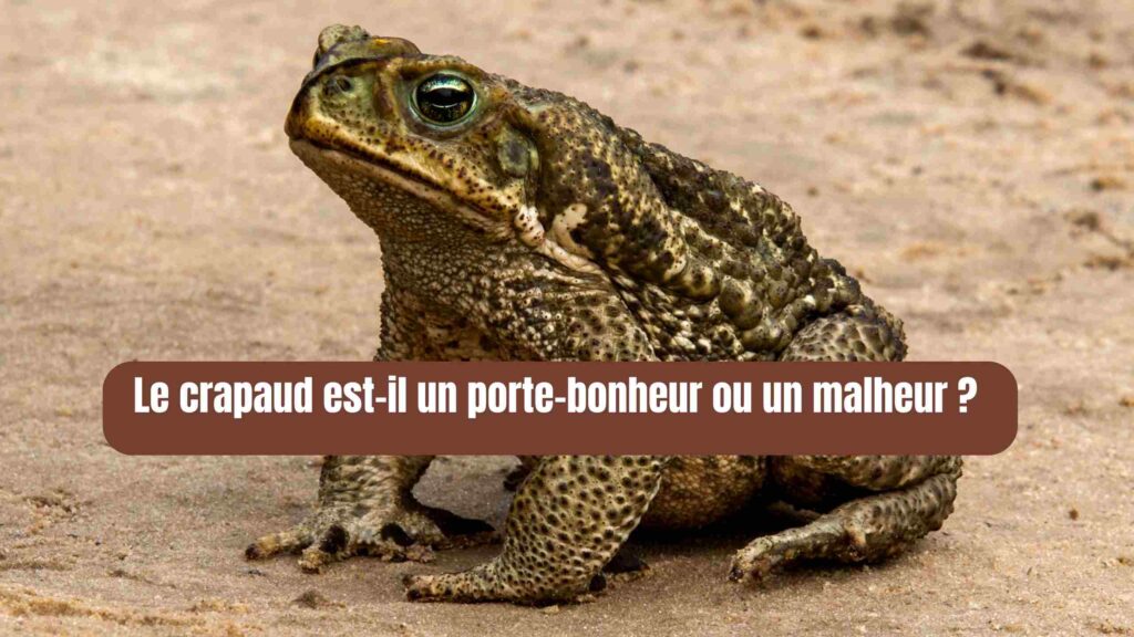 Que symbolise le crapaud dans la spiritualité