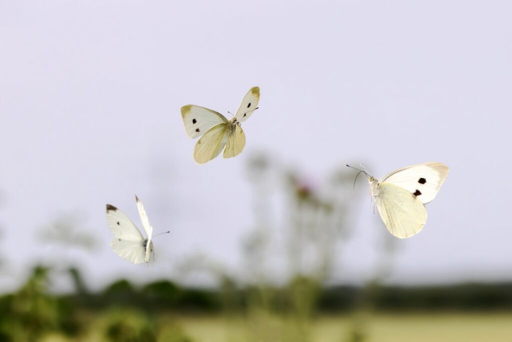 Que symbolise le papillon blanc dans la spiritualité