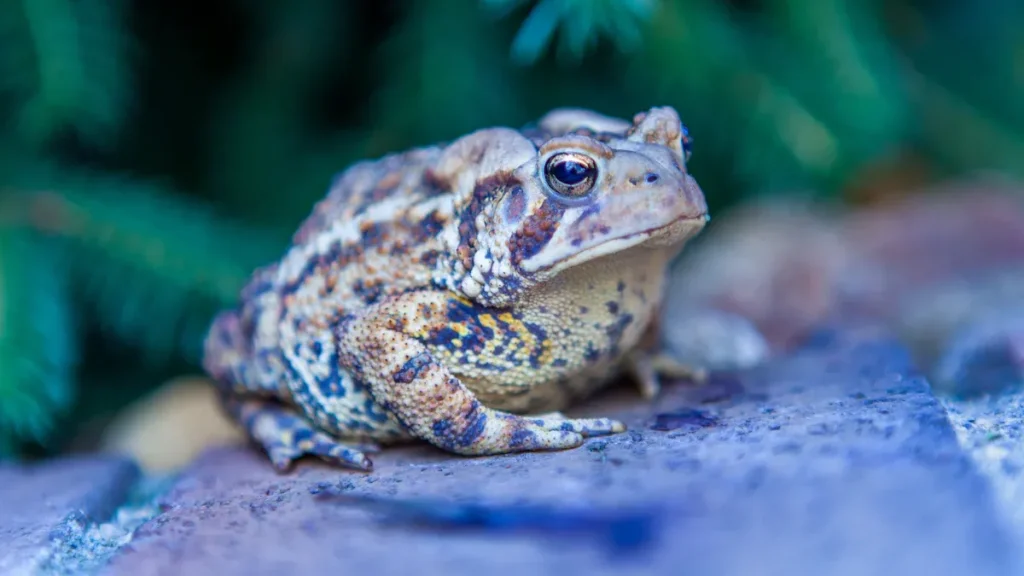 Quel est le rôle du crapaud comme animal totem ou guide spirituel