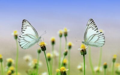 Quelle est la signification spirituelle d’un papillon blanc ?