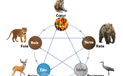 Qu’est-ce que le qi gong des 5 animaux et à quoi sert-il ?