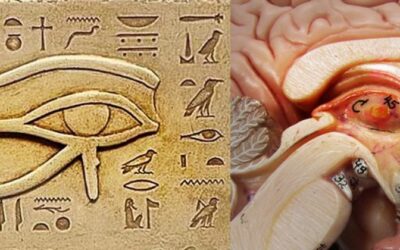 Quelle est la signification spirituelle de la glande pinéale ?