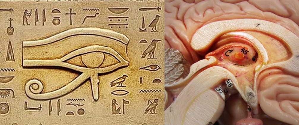 Quelle est la signification spirituelle de la glande pinéale Quelle est la signification spirituelle de la glande pinéale